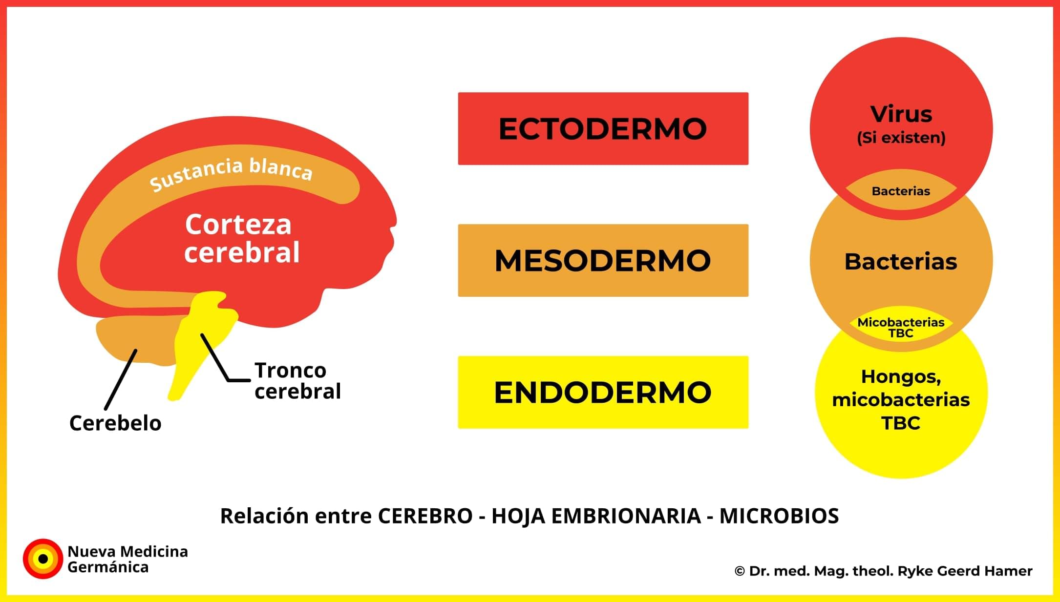Nmg cerebro embrion microbios