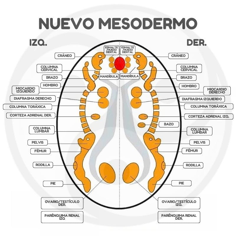 Rele Cerebrales Nuevo Mesodermo